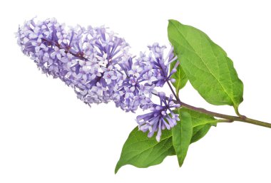 Beyaz arkaplanda hafif leylak çiçekleri