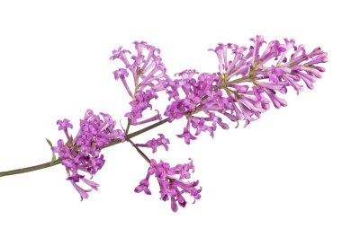 Beyaz arkaplanda hafif leylak çiçekleri