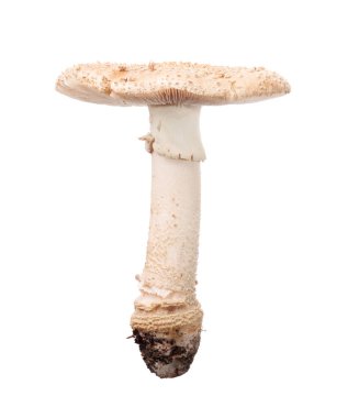 Beyaz arka plan üzerinde izole hafif sinek agaric