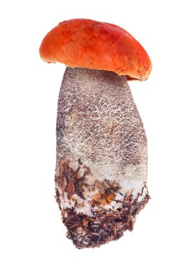 orange-cap boletus isolated on white background clipart
