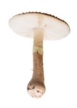 Beyaz arka plan üzerinde izole alt görünümü panter cap