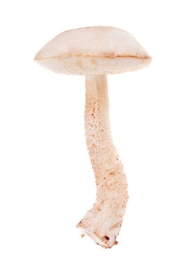 Beyaz arka plan üzerinde izole huş bolete