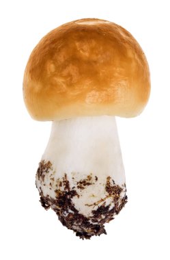 Beyaz arka plan üzerinde izole küçük turuncu russula mantar