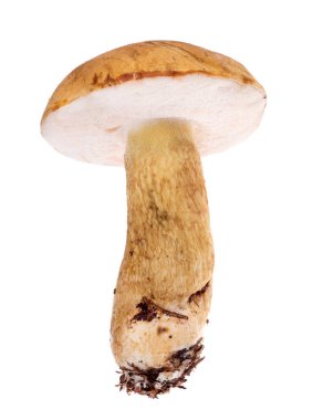 Beyaz arka plan üzerinde izole korkunç bolete
