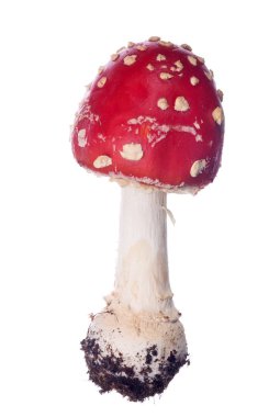 rode Vliegenzwam geïsoleerd op witte achtergrond