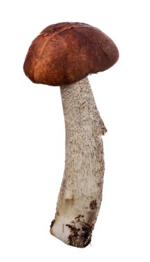 Beyaz arka plan üzerinde izole huş bolete