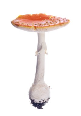 turuncu sinek agaric beyaz arka plan üzerinde izole
