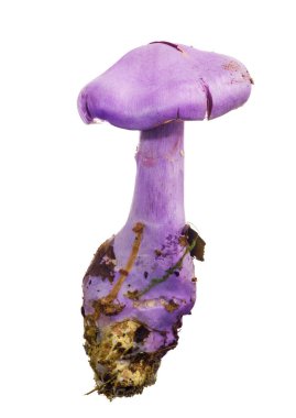 Beyaz arka plan üzerinde izole parlak Lila mantar