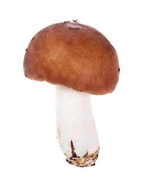 Beyaz arka plan üzerinde izole küçük kırmızı russula mantar