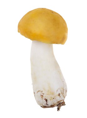 Beyaz arka plan üzerinde izole küçük parlak sarı russula mantar