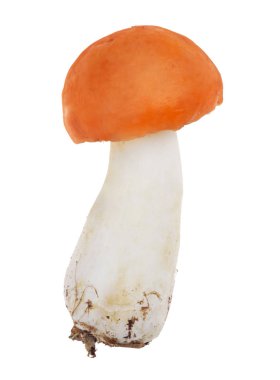 Beyaz arka plan üzerinde izole küçük parlak turuncu russula mantar