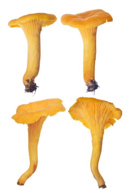 Beyaz arka plan üzerinde izole sarı chanterelles kümesi