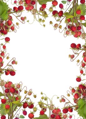 Beyaz arka planda yaban çileği çerçevesi