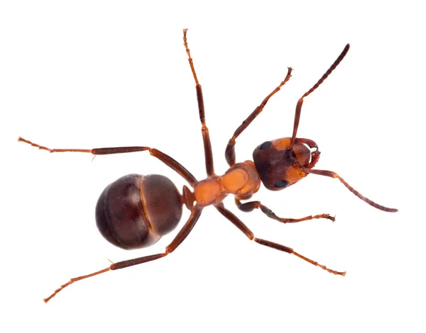 白い背景で隔離された単一の大規模な褐色森林 Ant — ストック写真