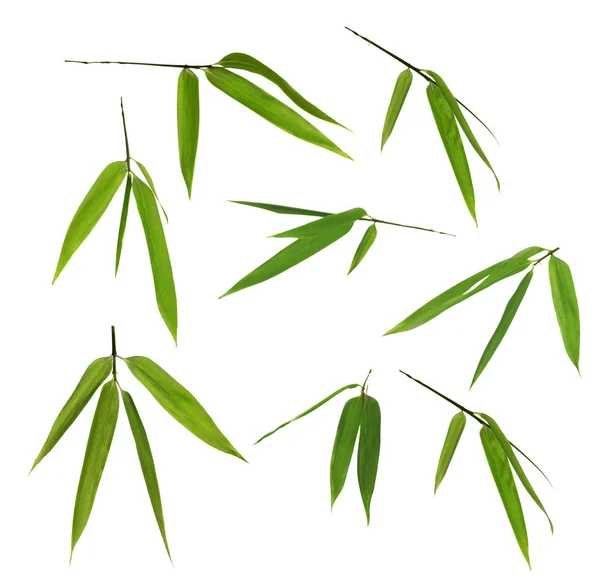 Set Bamboo Green Leaves Isolated White Background — Stock Photo, Image