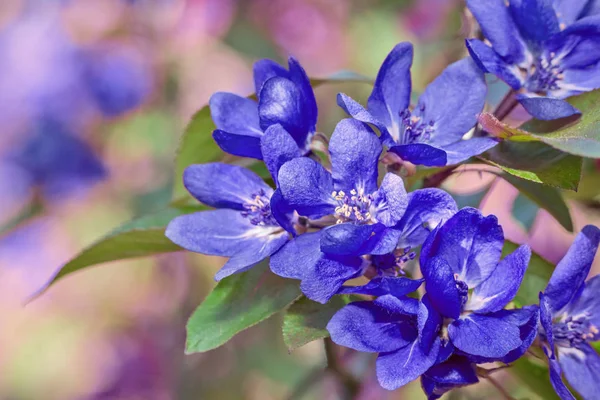 Fleurs Pommier Bleu Sur Fond Clair — Photo