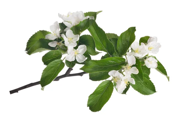 Äpple Träd Blommor Isolerad Vit Bakgrund — Stockfoto