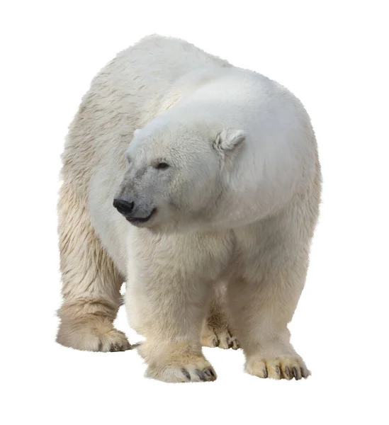 Urso Polar Isolado Sobre Fundo Branco — Fotografia de Stock