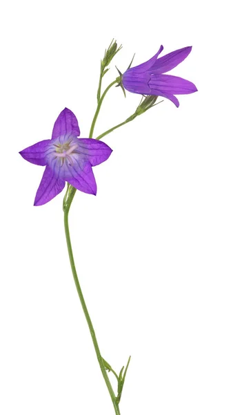 Verspreiding Bellflower Geïsoleerd Witte Achtergrond — Stockfoto