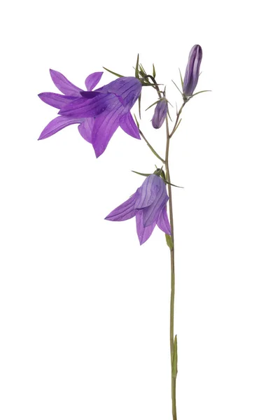 Spreading Bellflower Isolated White Background — Stock Photo, Image