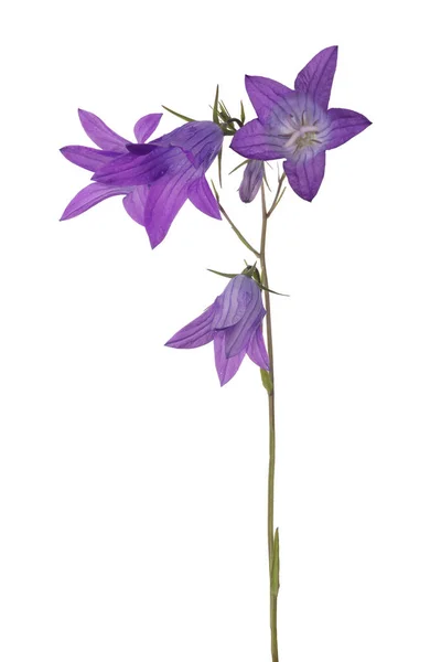 Verspreiding Bellflower Geïsoleerd Witte Achtergrond — Stockfoto