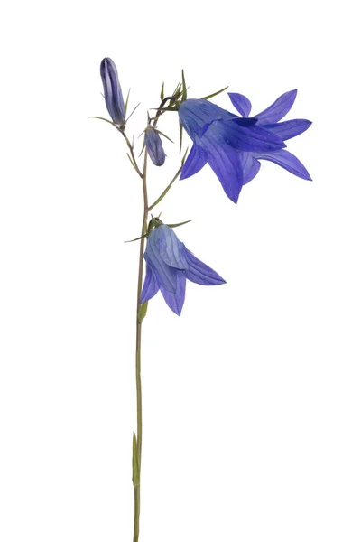 Verspreiding Bellflower Geïsoleerd Witte Achtergrond — Stockfoto