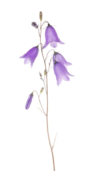 Beyaz Arka Plan Üzerinde Izole Orman Bellflower — Stok fotoğraf