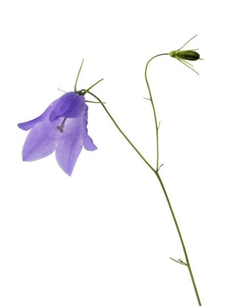 Forest Bellflower Isolated White Background — Stock Photo, Image