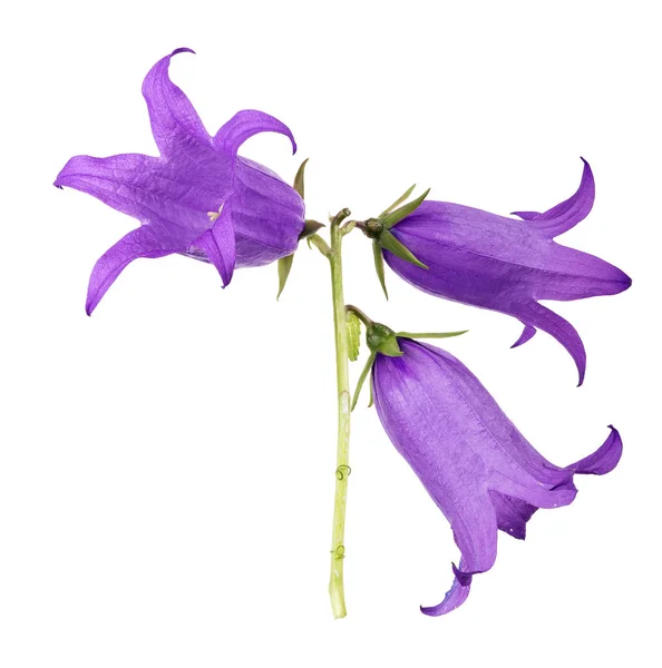 Large Bellflowers Isolated White Background — Stock Photo, Image