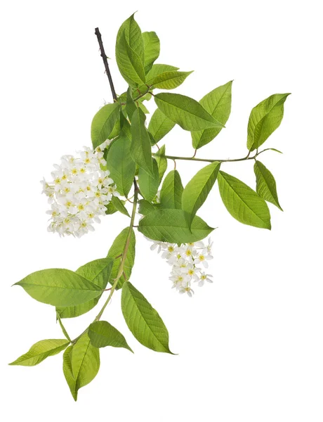 Κλαδί Δέντρου Κερασιών Πουλί Λουλούδια Που Απομονώνονται Λευκό Φόντο — Φωτογραφία Αρχείου