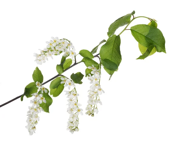 Bird Cherry Tree Branch Flowers Isolated White Background — Stock Photo, Image