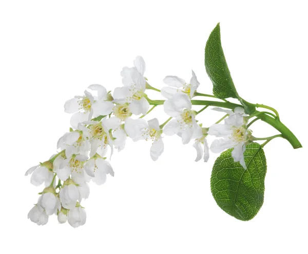 Gewone Vogelkers Vertakking Van Beslissingsstructuur Met Bloemen Geïsoleerd Witte Achtergrond — Stockfoto