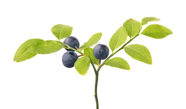 Bosbessen Tak Geïsoleerd Witte Achtergrond — Stockfoto