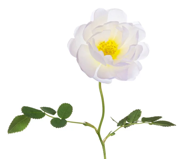 Einzelne Brier Blume Isoliert Auf Weißem Hintergrund — Stockfoto