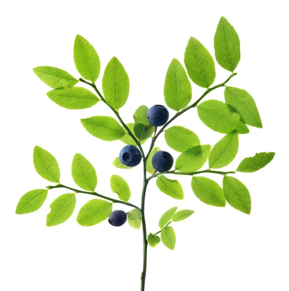 蓝莓枝 白色背景分离 — 图库照片