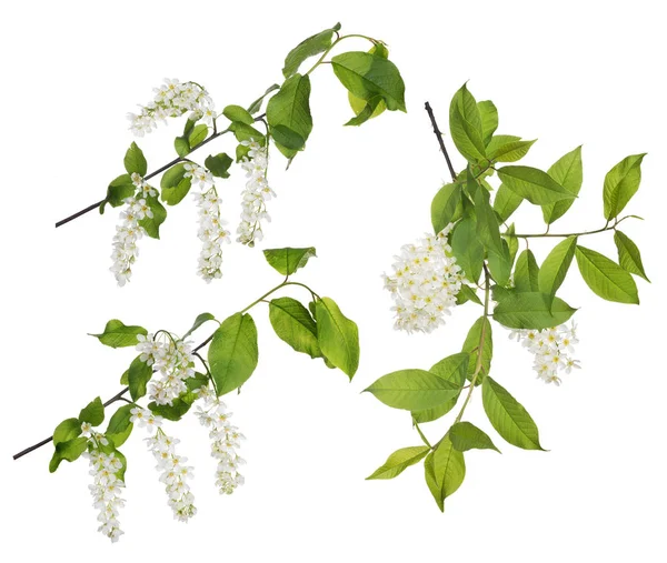 Bird Cherry Tree Branches Flowers Isolated White Background — Stock Photo, Image