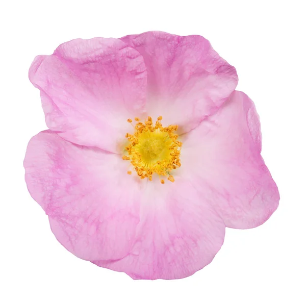Beyaz Arka Plan Üzerinde Izole Tek Brier Çiçek — Stok fotoğraf