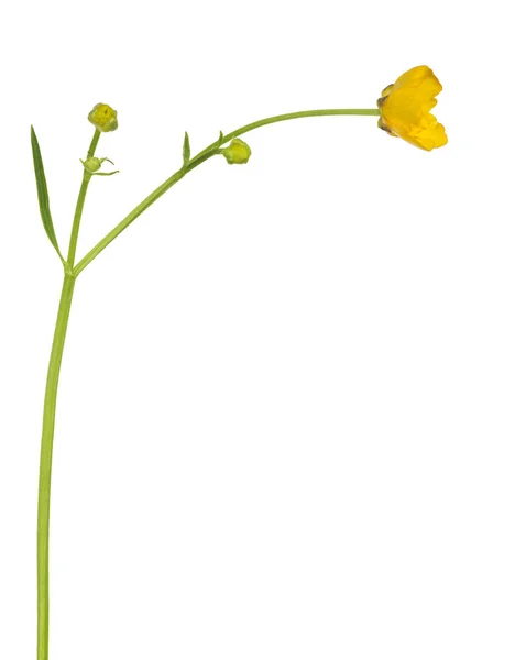 Divoké Zlatý Buttercup Květina Izolovaných Bílém Pozadí — Stock fotografie