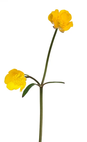 Blomma Vilda Gyllene Buttercup Isolerad Vit Bakgrund — Stockfoto