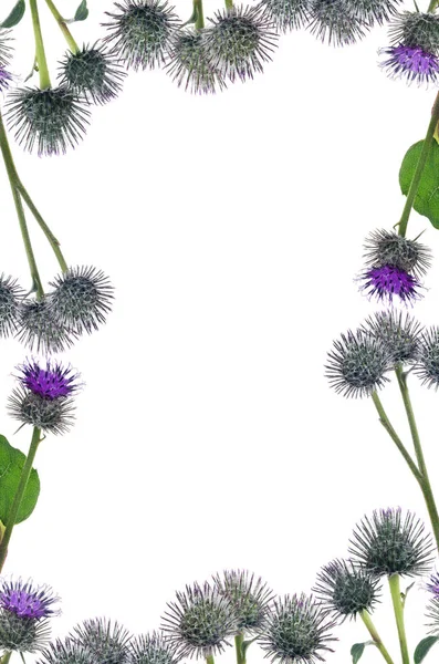 Frame Greater Burdock Flowers Isolated White Background — Stock Photo, Image