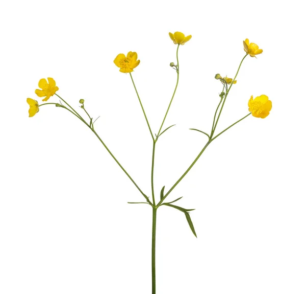Flor Buttercup Dourado Selvagem Isolado Fundo Branco — Fotografia de Stock