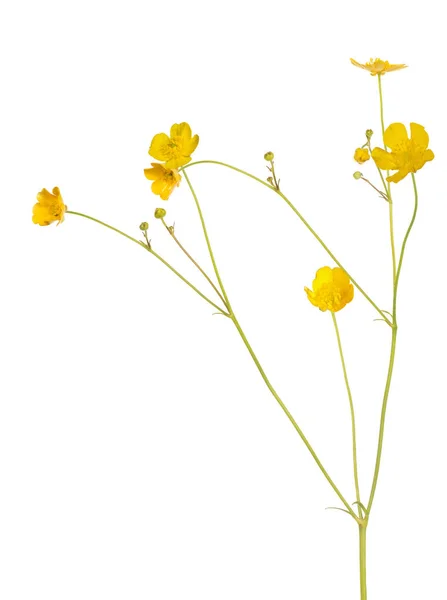 Flor Buttercup Dourado Selvagem Isolado Fundo Branco — Fotografia de Stock