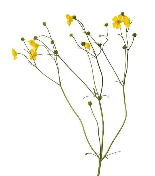 Beyaz Arka Plan Üzerinde Izole Vahşi Altın Düğün Çiçeği Çiçek — Stok fotoğraf