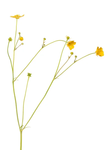 Wild Gouden Buttercup Bloem Geïsoleerd Witte Achtergrond — Stockfoto