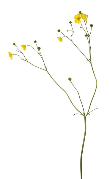 Дикий Золотой Цветок Лютик Изолирован Белом Фоне — стоковое фото