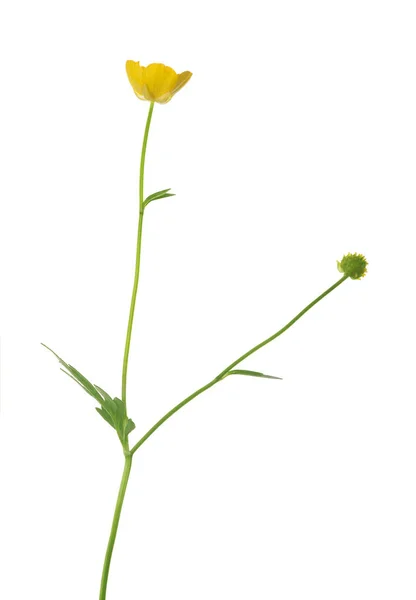 Дикий Золотой Цветок Лютик Изолирован Белом Фоне — стоковое фото
