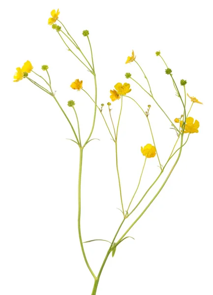 Blomma Vilda Gyllene Buttercup Isolerad Vit Bakgrund — Stockfoto