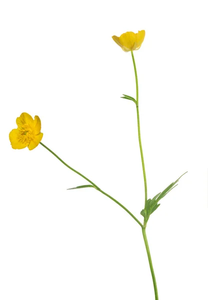 Wild Golden Buttercup Flower Isolated White Background — Stock Photo, Image