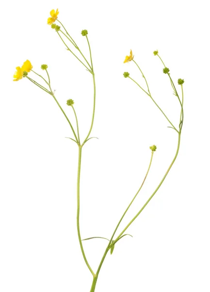 Wild Gouden Buttercup Bloem Geïsoleerd Witte Achtergrond — Stockfoto