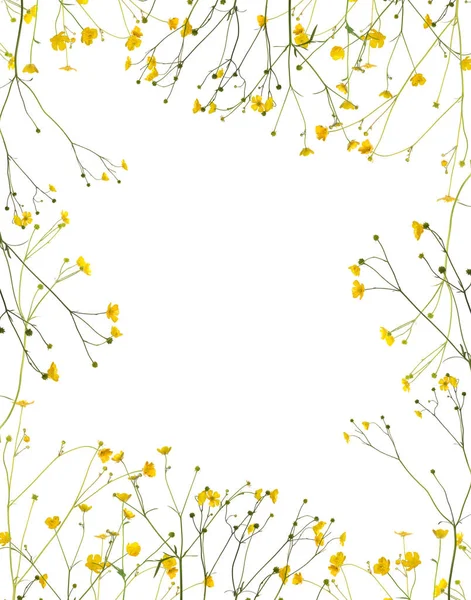 Grupo Flores Buttercup Dourado Selvagem Isolado Fundo Branco — Fotografia de Stock